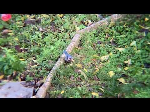 Blue Jay caching a peanut
