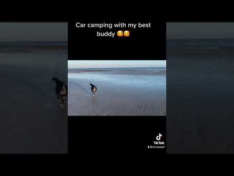 Luna-tic Pooches video.