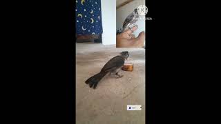 Download lagu kutilang hitam pekat | kutilang batu | kutilang dada hitam mp3