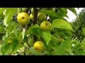 Green Asian Pear Download Youtube Mp3 and Mp4 Green Asian Pear Download Youtube Mp3 and Mp4