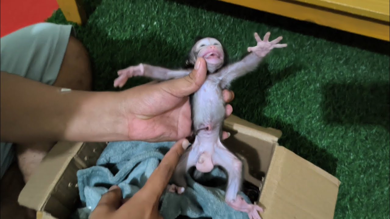 RESCUE NEWBORN BABY MONKEY WITH UMBILICAL CORD STILL ATTACHED