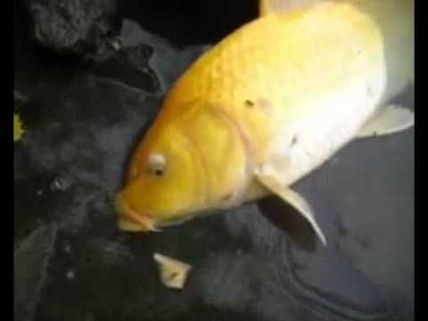 2. Allman-  Zlatá rybka