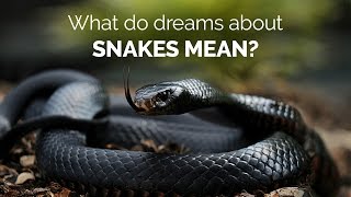 What do dreams about snakes mean | spiritual enlightenment