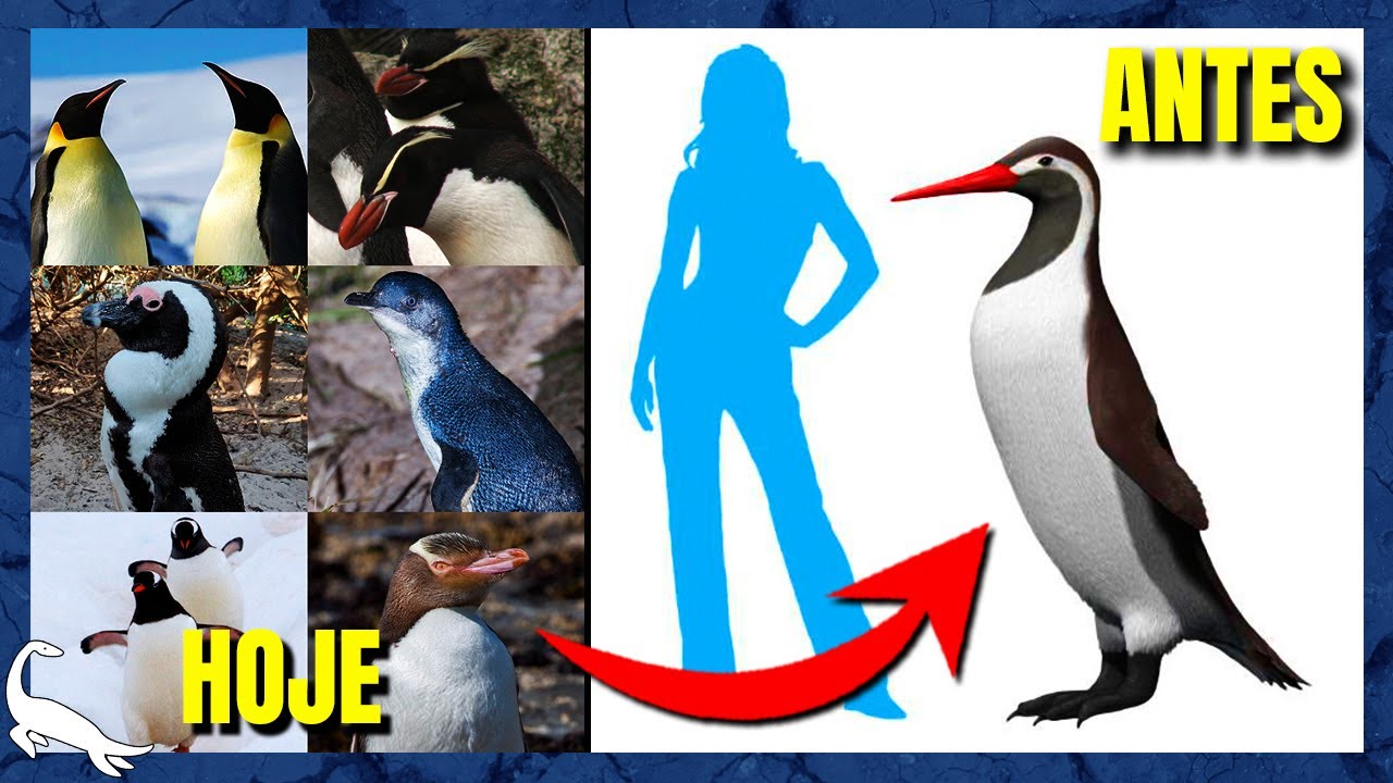 ORIGEM e EVOLUÇÃO dos PINGUINS (Spheniscidae)