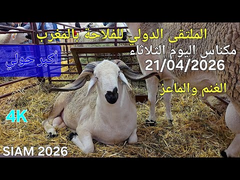 الغنم والماعز المعرض الدولي للفلاحة مكناس اليوم الثلاثاء 21/04/2026