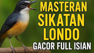 Download lagu Masteran Sikatan Londo Gacor Full Isian Burung Hutan Bikin Ngeplong Cepat mp3 Download lagu Masteran Sikatan Londo Gacor Full Isian Burung Hutan Bikin Ngeplong Cepat mp3