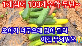 오이 영상 어케 하죠? 따도따도 끝이 음써요 ㅡㅡ 주말농장,텃밭