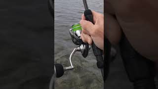 Download lagu Daiwa Exist screaming from a nice Bonefish mp3 Download lagu Daiwa Exist screaming from a nice Bonefish mp3
