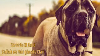 ADP || Streets Of Gold by Isaiah Firebrace || Collab w/ Wingbeats Clan