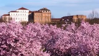 Reggia di Venaria, lo spettacolo dei ciliegi in fiore (ogni anno più belli). Il video ufficiale