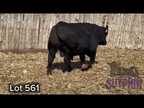 Lot 561• Angus Bull