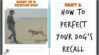 How to perfect your dog