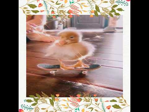 cute baby 🍼 animals 🥰 compaction #1