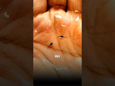 Beginners guide✅How to care your🐟guppy fry ||#beginners #guppy