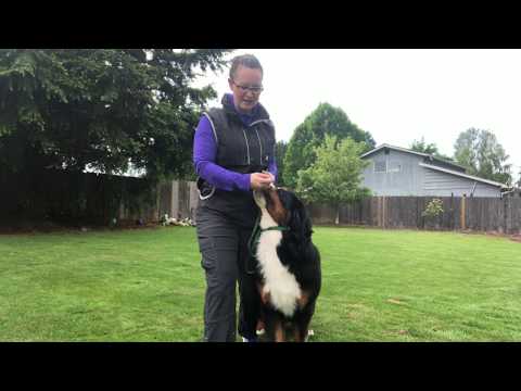 How to start training for rally obedience with a young dog. Working on pivots, fronts and finishes.