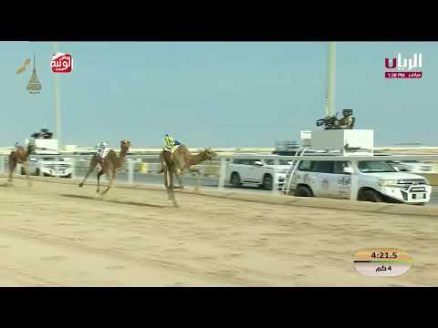 ش 5 (علاج) لـ هجن الغرافة 6:06:27 , مهرجان المؤسس 2025/12/13 حقايق الشحانية