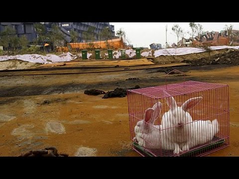 Τιαντζίν: κότες και κουνέλια «επιστρατεύονται»