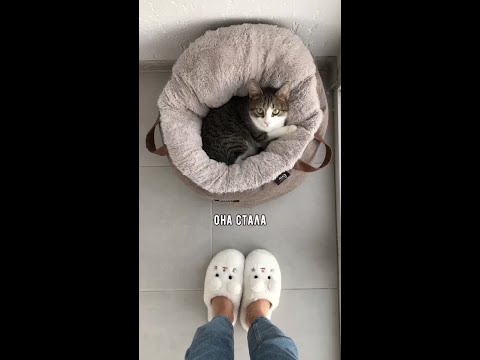 Smart Dog and cat cute #shorts #5897