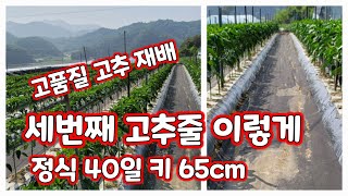 고추줄 세번째 맵니다 트리플X 괴산청결고추 정식 40일 고추 상태 확인 . [고추재배방법]