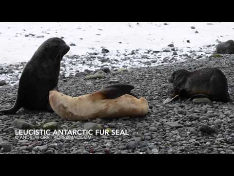 Rare Leucistic Antarctic fur seal