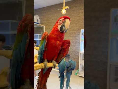 Cutest baby macaw eyes 👀😍 #beautiful #eyes #macaw #parrot