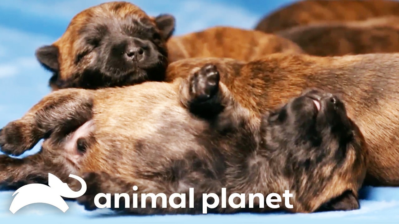 8 Hours of Cuteness Overload! | Too Cute! | Animal Planet