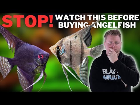 Dont Buy an Angelfish Without Watching this First!