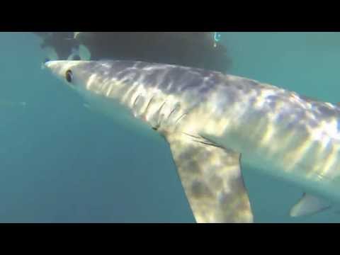 Swimming with Blue Sharks of Cornwall UK - for details see: www.charleshood.com