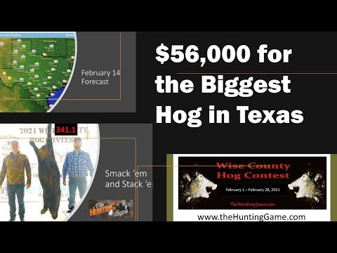 Episode 2   2021 Wise County Hog Contest Results