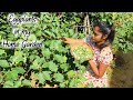 Eggplants Harvest In My Home Garden Eggplants Curry Recipe Sri Lankan Village Girl