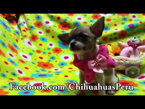 Chihuahua Bicolor 22JUN2015