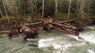 Improving Fish Habitat: a Story of Collaboration with the Jamestown S’Klallam Tribe