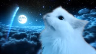 Cover art for more cat meme