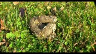 die antwoord - $o$ (nipper)