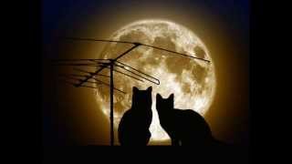 Download lagu Jason Mraz - Bella luna mp3