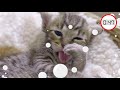 Kittens! Teeth Brushing Video For Kids | 2 Minute Timer