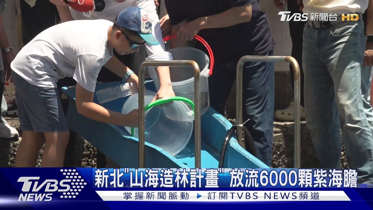 新北「山海造林計畫」放流6000顆紫海膽