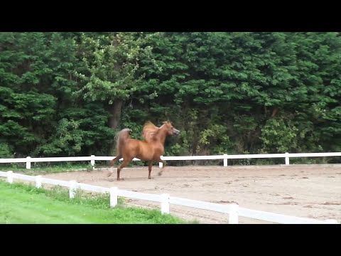 Adabayor Kossack (WH Justice x Abapana Kossack by Marcipan)