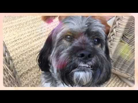 Golden Days Pet Services video.