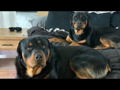 Life With Rottweilers 101