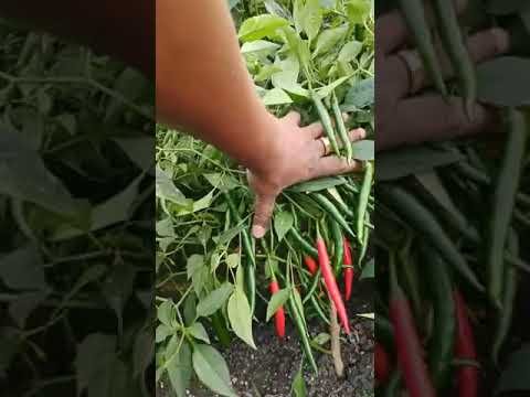 Synergy 5....With Competitor...