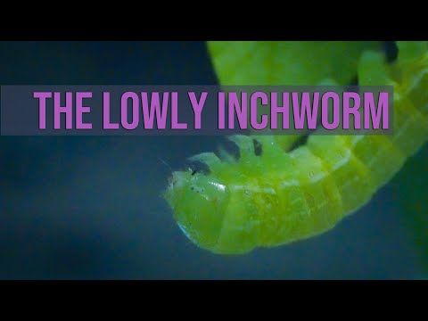 The Lowly Inchworm