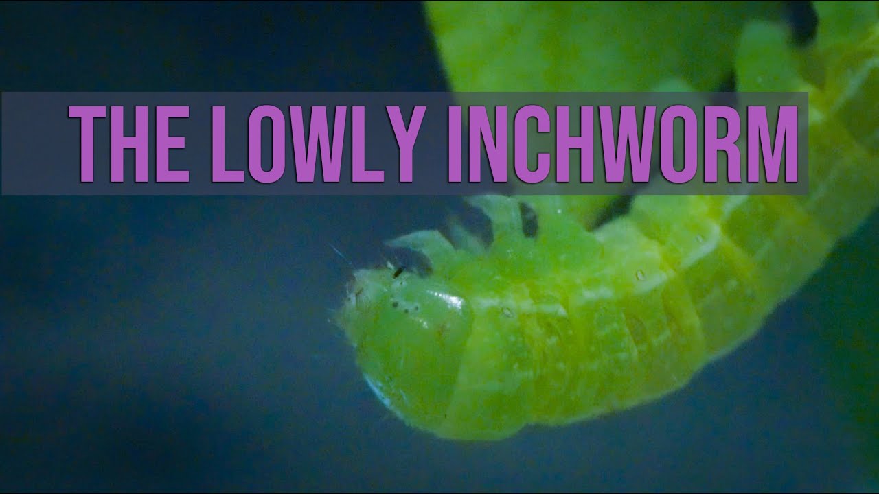 The Lowly Inchworm