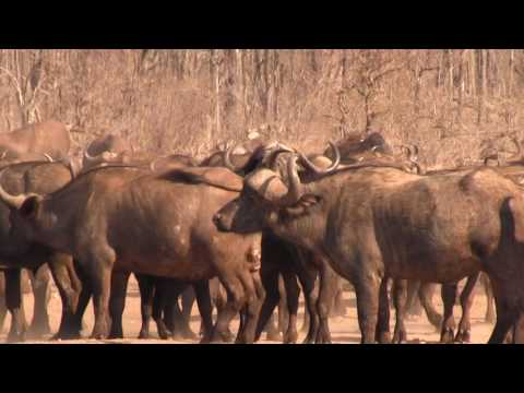 DOUBLE D PRODUCTIONS - Mokore Safaris Zimbabwe