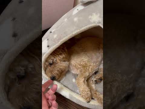 経営学科 かまくらで眠るトイプードル14ヶ月　 #toypoodle #トイプードル