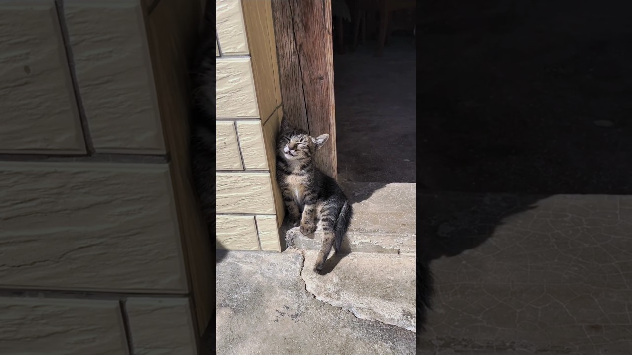 W Cat funny moments 🐈 😂