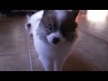 Pomeranian dogs for sale: Lexie - Video 1