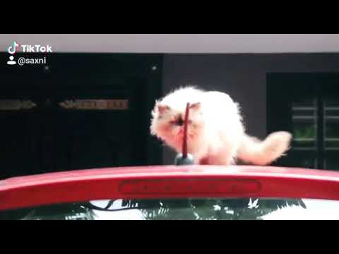 Mass entry. My persian. #poocha