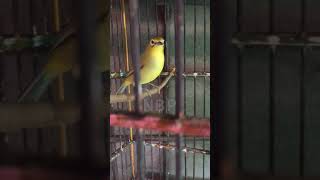 Download lagu Pleci kecial kuning lombok bahan wiklus ngriwik halus body mantap mp3