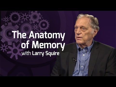 The Anatomy of Memory - On Our Mind